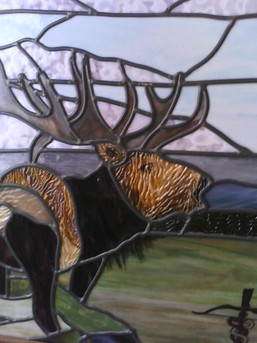 Close up of Elk